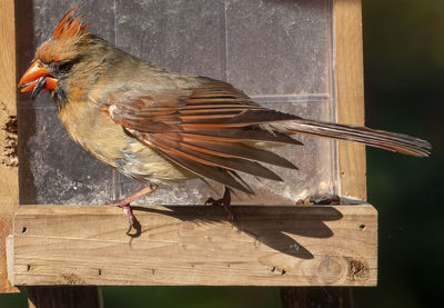 Close-up of bird perching on wood