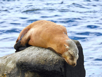 Close-up of sea lion in water