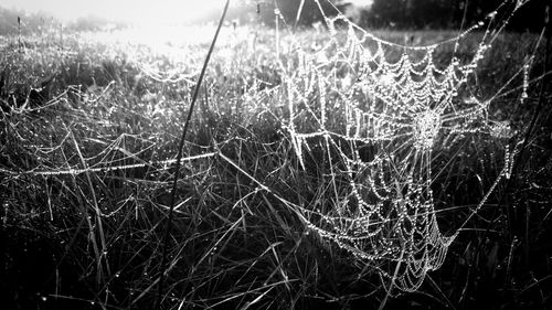 Close-up of spider web