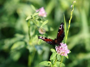 Butterfly on purple flower