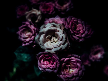 Close-up of pink roses against black background
