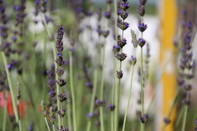 Close-up of flowers