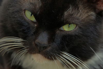 Close-up portrait of cat