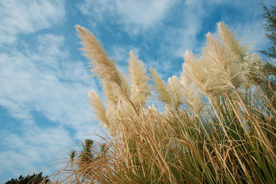 Low angle view of stalks against blue sky