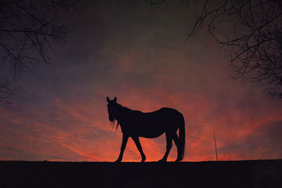 Horse standing on field against sky during sunset