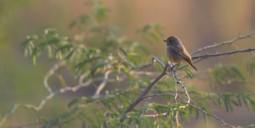 animal wildlife