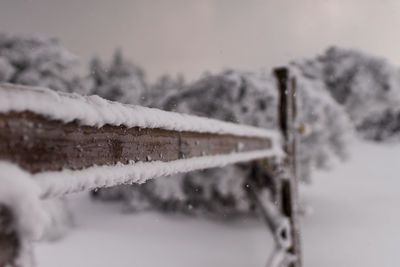 Close-up of snow covered tree