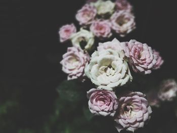 Close-up of pink flower blooming