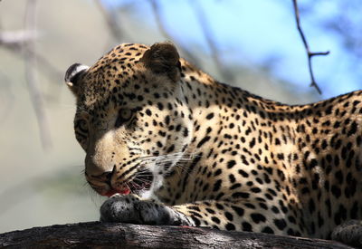 Low angle view of leopard on branch