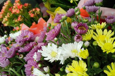 Close-up of yellow flowers