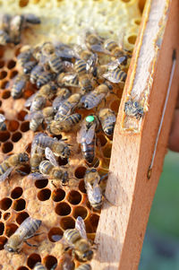 Close-up of bee on leaf