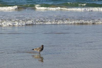 Seagull on beach