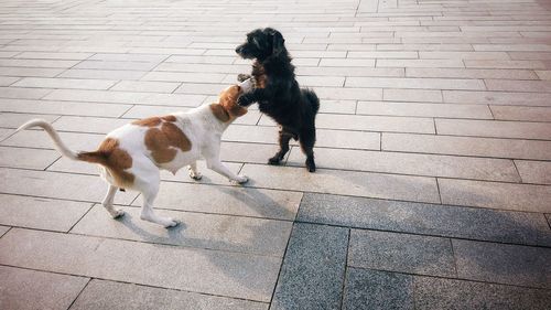 High angle view of dog on footpath