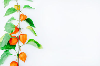 Close-up of orange leaves against white background