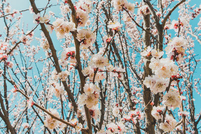 Low angle view of cherry blossoms against sky