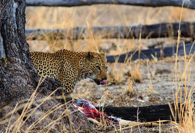 View of jaguar on the ground