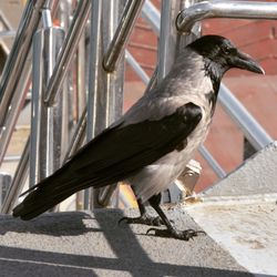 Close-up of bird perching on railing