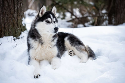 View of a dog on snow field