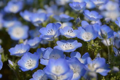 Close-up of white flowering plants