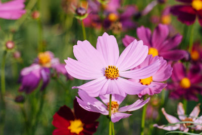 Close-up of purple cosmos flowers blooming outdoors