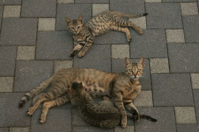 High angle view of cats on footpath