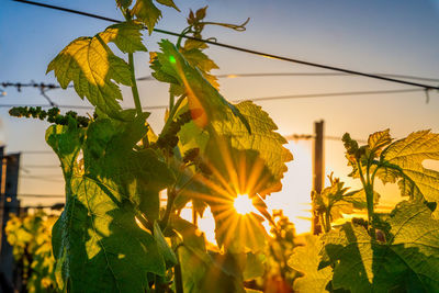 Low angle view of plants against sky
