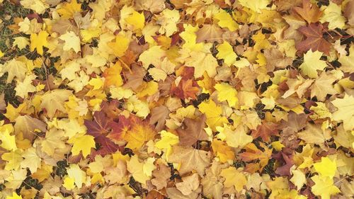 Full frame shot of yellow autumn leaves