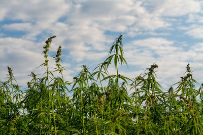 Close-up of crops growing on field against sky