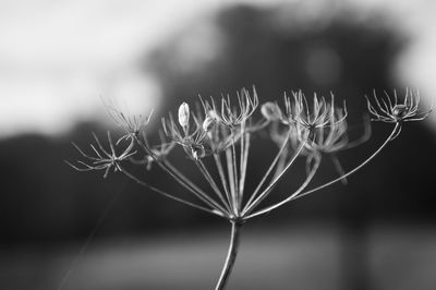 Close-up of flower against blurred background