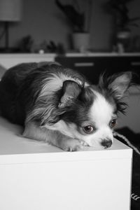 Close-up portrait of dog at home