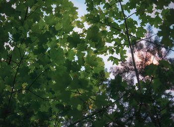 Low angle view of trees