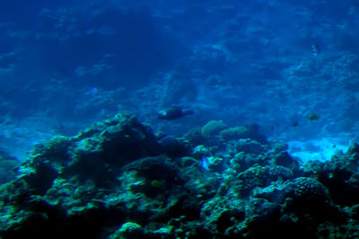 Fish swimming in sea