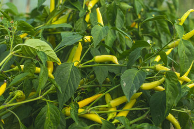 Close-up of yellow flowers growing on field