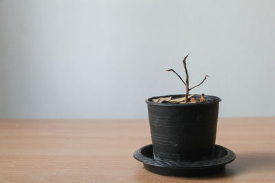 Close-up of potted plant on table