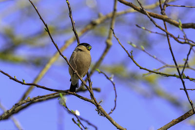 Female bullfinch, pyrrhula pyrrhula, perched on a branch - eating shoots