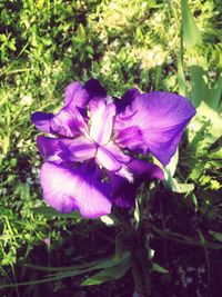 Close-up of purple flowers