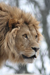 Close-up of lion looking away