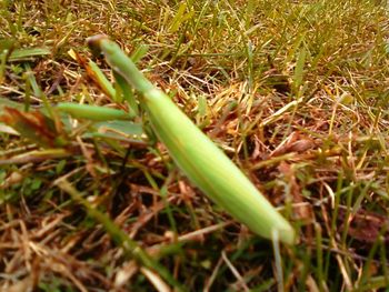 Close-up of grass growing on field