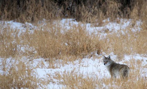 Wolf standing on snowy land by plants during winter