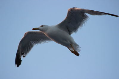 Low angle view of seagull flying against clear sky