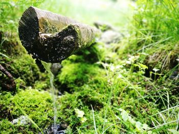 Close-up of mushroom growing on land