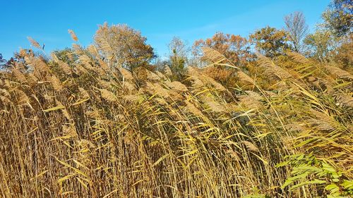 Plants growing on field against sky