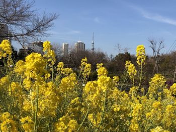 Yellow flowering plants against sky