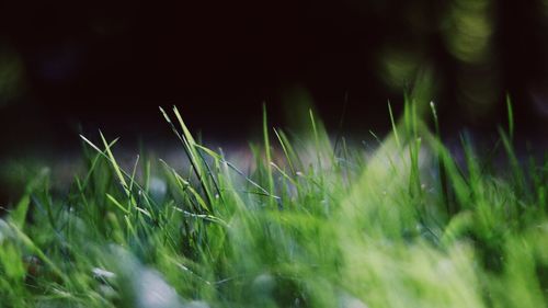 Close-up of grass