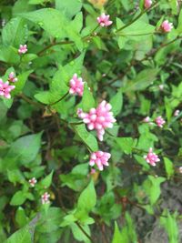 Close-up of pink flowers