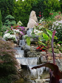 View of flowering plants in garden