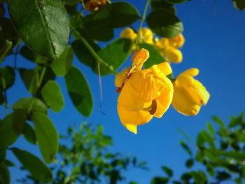 Close-up low angle view of yellow flowers