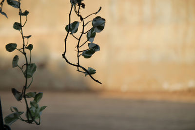 Close-up of berries on plant