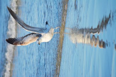 Close-up of birds flying over sea against sky