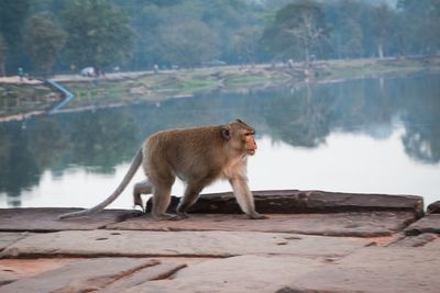 Monkey walking on boardwalk by lake